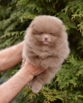 7 weeks 1