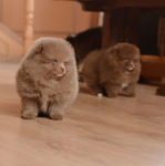 7 weeks 10