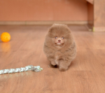7 weeks 2