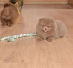 7 weeks 4