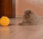 7 weeks 6