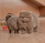 7 weeks 7