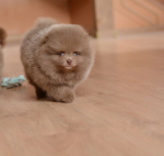 7 weeks 8