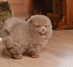 7 weeks 9
