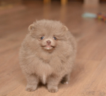 7 weeks 8