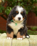 6 weeks