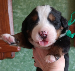 green 14 days