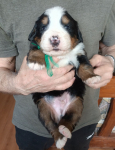 green 3 weeks