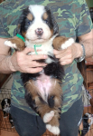 green 4 weeks