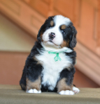 green 5weeks 1 