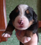 blue 14 days