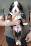 blue 3 weeks