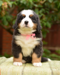 6 weeks