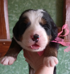 pink 14 days
