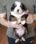 pink 3 weeks
