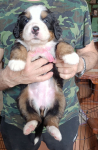 pink 4 weeks
