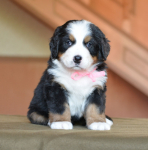 pink 5 weeks 
