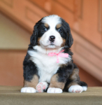 pink 5 weeks 2 