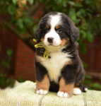 6 weeks