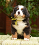 6 weeks 1