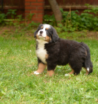 7 weeks