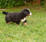 7 weeks 1