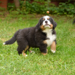 7 weeks 4