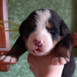 yellow 14 days