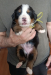 yellow 3 weeks