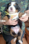 yellow 4 weeks