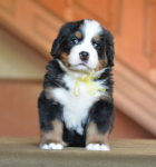 yellow 5 weeks 1 