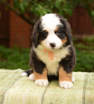 6 weeks