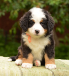 6 weeks 3