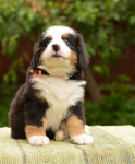 6 weeks 4