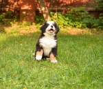 7 weeks 11