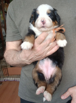 orang 3 weeks