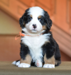 orang 5 weeks 