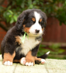 6 weeks