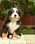 6 weeks 1