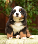 6 weeks