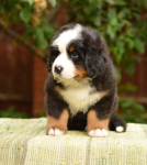 6 weeks 1