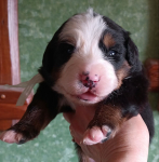 white 14 days