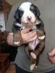 white 3 weeks