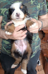 white 4 weeks