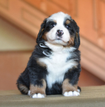 white 5 weeks 