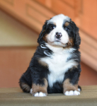 white 5 weeks 1 