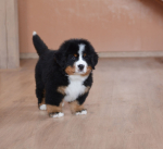 8 weeks 2