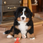 8 weeks 4