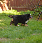 9 weeks 7