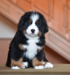 8 weeks